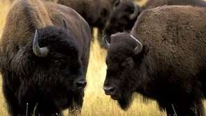 Новородени бизончета