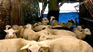 Цената на агнетата за Гергьовден