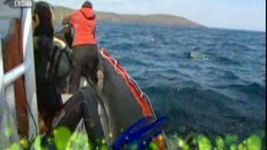 Зелена светлина: Близки срещи с китове