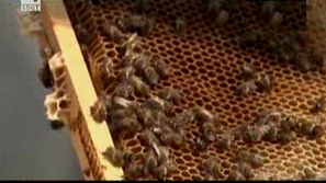 Зелена светлина: Спасение за пчели и хора