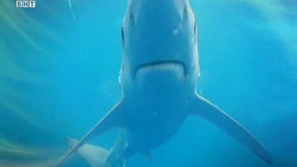 Зелена светлина: Върховният хищник