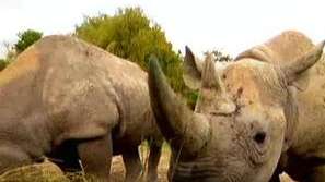 Зелена светлина на фокус