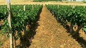 Гроздовата реколта в Пловдив