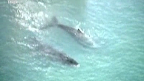 Зелена светлина: Любовната песен на китовете