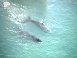 Зелена светлина: Любовната песен на китовете