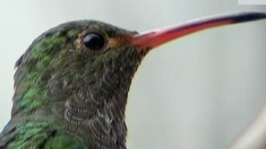 Зелена светлина: Колибрите