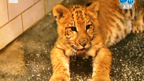 Първият лилигър в света