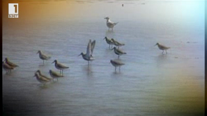 Зелена светлина: Зелени комуни