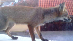 Лисица нахлу в жилищен блок