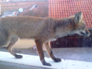 лисица нахлу жилищен блок