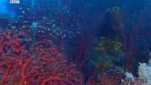 Изчезват коралите от Големия бариерен риф