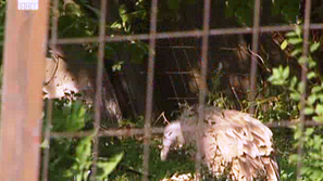 Световен ден за защита на животните