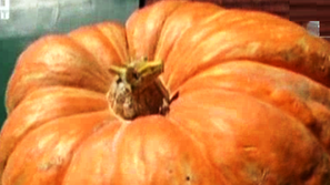 Гигантска тиква