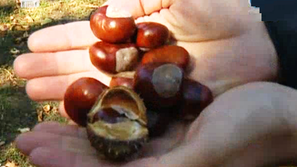 Зелена светлина: Кестените – начин на употреба