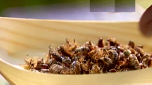 Зелена светлина: Насекомите ще изхранват човечеството