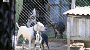 Дете в критично състояние след нападение от кучета