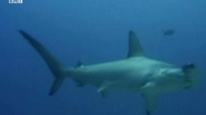 Зелена светлина: Убийствен деликатес - перка от акула