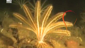 Зелена светлина: Пластмасата настъпва на север