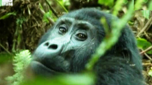 Зелена светлина: Планинските горили са застрашени