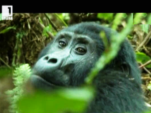 Зелена светлина: Планинските горили са застрашени