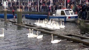 Зелена светлина: Къде зимуват лебедите?