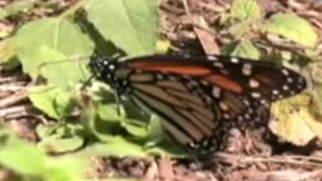 Зелена светлина: Миграцията на пеперудата монарх