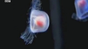 Зелена светлина: Тайната на безсмъртието