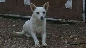 Коледен парад за четириноги любимци