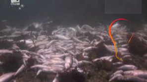 Зелена светлина: Тонове мъртва херинга в Исландия