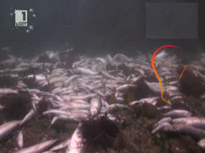 Зелена светлина: Тонове мъртва херинга в Исландия