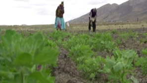 Зелена светлина: Киноа завладява нови пространства