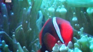 Зелена светлина: Шумово картографиране на океана