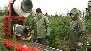 Зелена светлина на фокус: Рециклиране на елхи