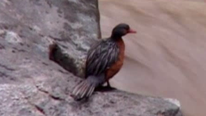 Зелена светлина: Птиците - богатството на Перу