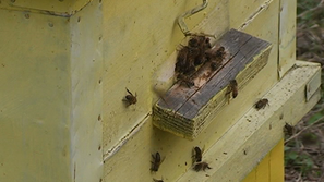 Защо изчезват пчелите?