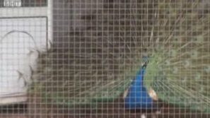 Ферма за пауни