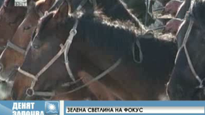 Зелена светлина на фокус: Конското месо в Киргизстан и абсурдните особености на европейския пазар