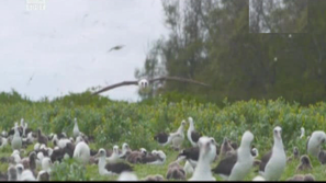 Зелена светлина: Пластмасата застрашава живота на албатросите