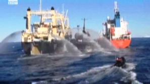 Зелена светлина: Борба за китове