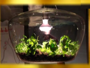 Зелена светлина: Висяща стайна оранжерия