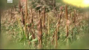 Зелена светлина: Скакалците в помощ на шофьорите