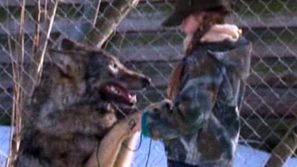 Зелена светлина: Играещата с вълци