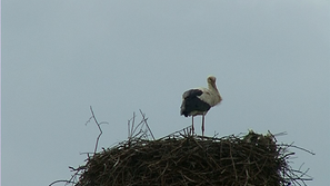 В Кочериново пристигнаха първите щъркели