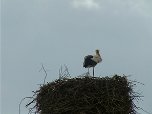 кочериново пристигнаха първите щъркели