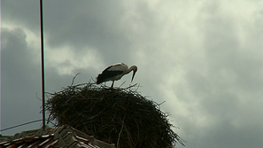 В “града на щъркелите” пристигнаха първите щъркели