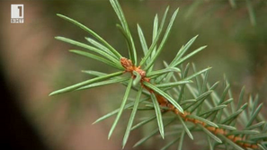 Зелена светлина: Пролетно засаждане на коледната елха