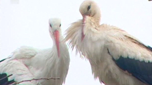 Зелена светлина: 13 000 км любов