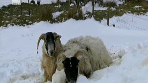 Зелена светлина: Битката с времето и стихиите