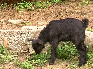 зоопаркът благоевград