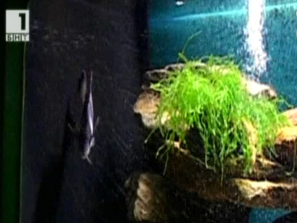 Зелена светлина: Рибката-цунами